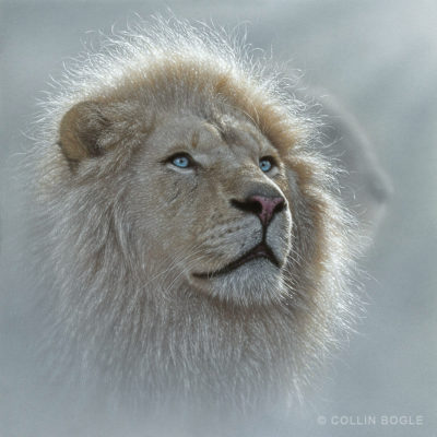 White Lion Portrait - Collin Bogle