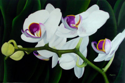 White Orchid Dennis Magnusson