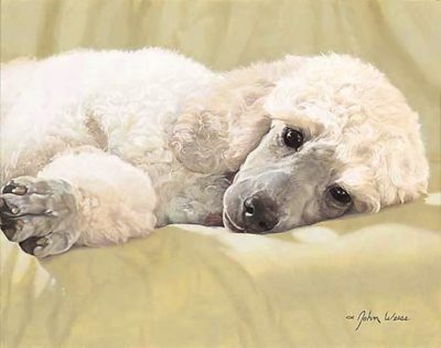 White Standard Poodle Best Loved Breeds John Weiss