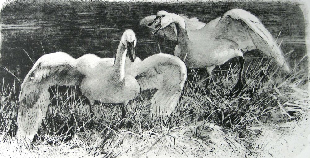 Wide Horizon - Tundra Swans - Etching - Robert Bateman