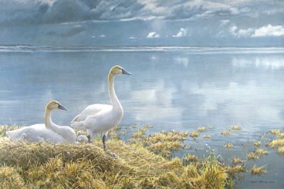 Wide Horizon - Tundra Swans - Robert Bateman