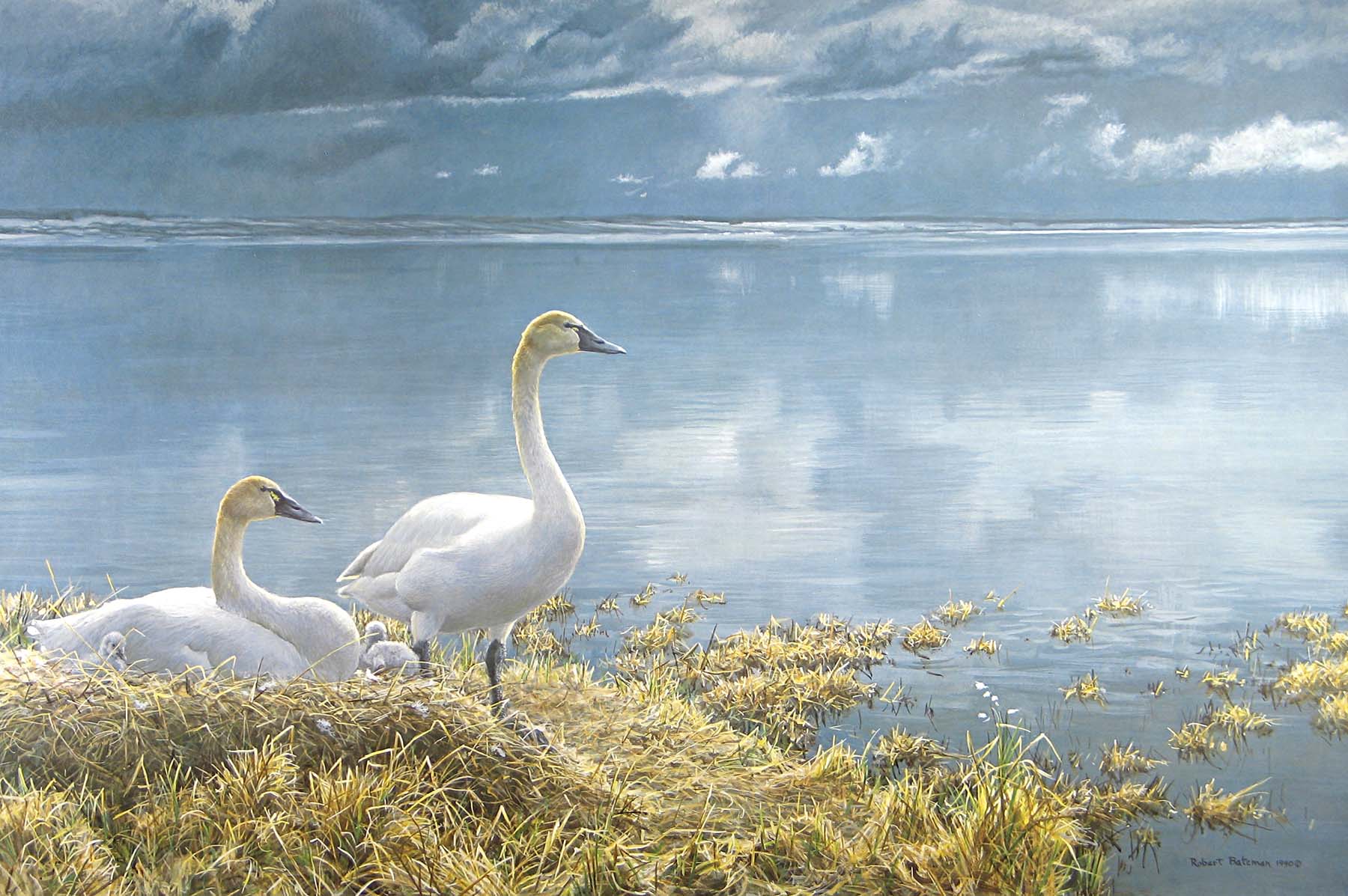 Wide Horizon - Tundra Swans - Robert Bateman