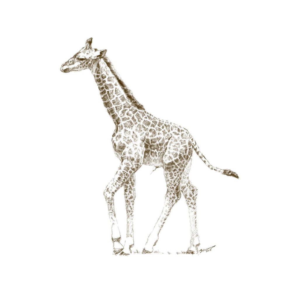Wild Child - Giraffe - John Banovich
