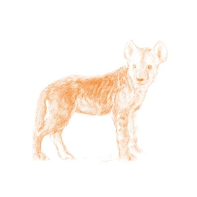 Wild Child - Hyena - John Banovich