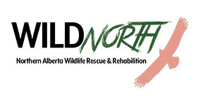 Wild North Logo Wild North Logo