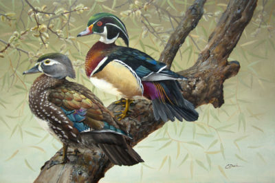 Willows and Wood Ducks - Charity Dakin