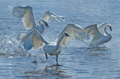 Wings On Water Terry Isaac