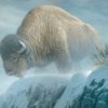 Winter Bison - Robert Bateman