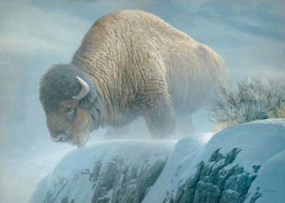 Winter Bison - Robert Bateman