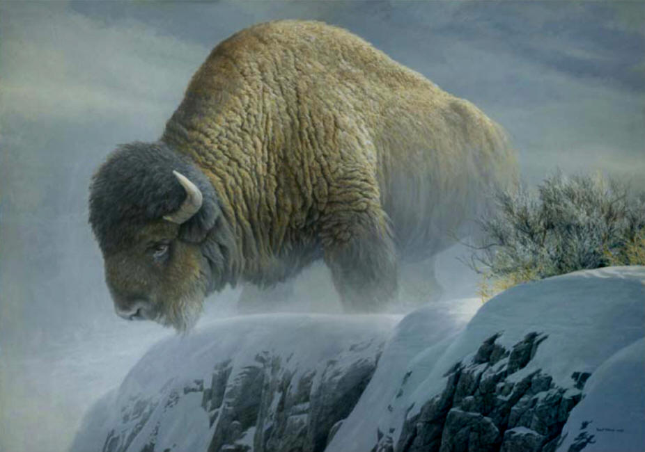 Winter Bison - Robert Bateman