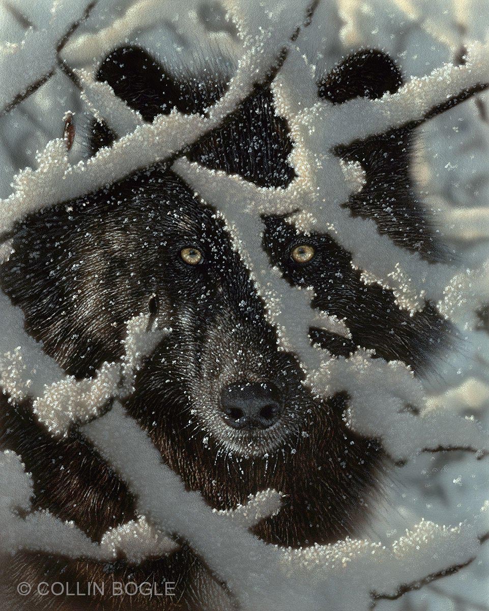 Black Wolf In Snow