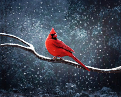 Winter Cardinal - David Grant