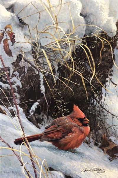 Winter Cardinal - Robert Bateman