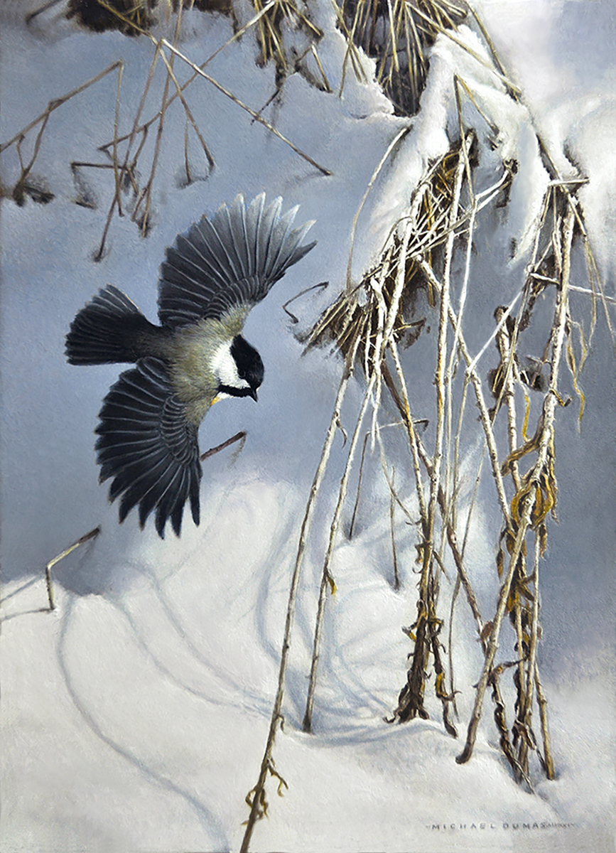 Winter Drift - Black-capped Chickadee - Michael Dumas