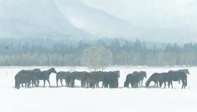 Winter Gathering - Horse Herd - Robert Bateman