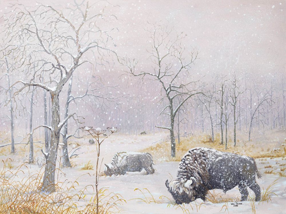 Winter Snow - Bison - Wes Olson