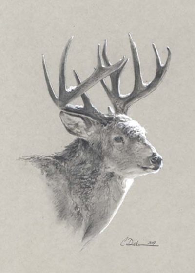 Winter Whitetail - Charity Dakin