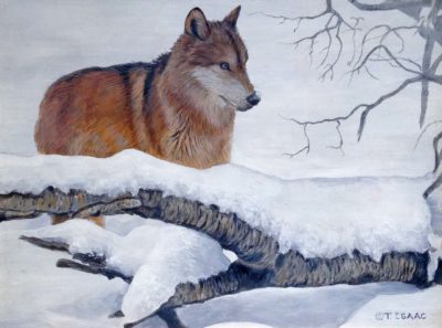 Winter Wolf - Terry Isaac