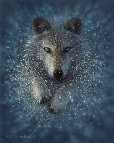 Wolf Splash - Collin Bogle