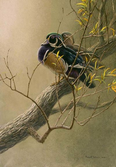 Wood Duck Pair in Willow - Robert Bateman