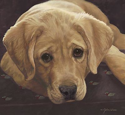 Yellow Labrador Retriever Best Loved Breeds John Weiss