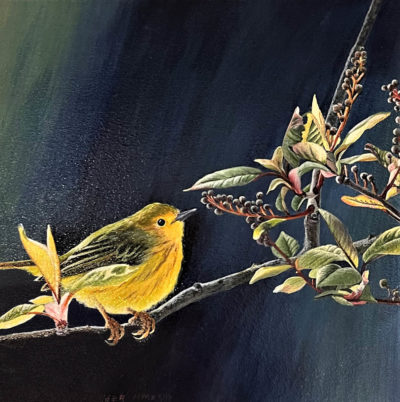 Yellow Warbler - Cindy Sorley-Keichinger