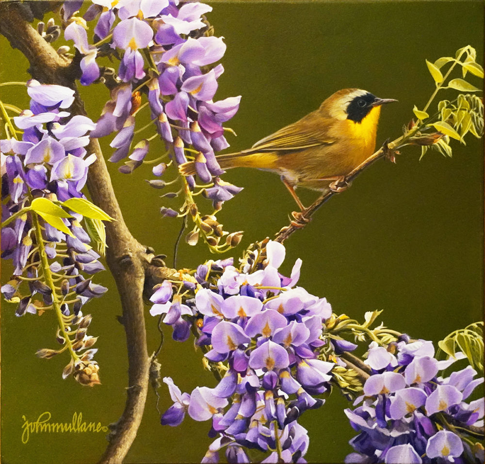 Yellowthroat - John Mullane