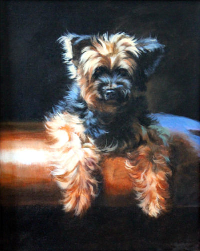 Yorkie Maurade Baynton