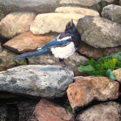 Young Magpie On The Rocks Kerri Burnett