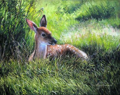 Young Whitetail in Grass - Kerri Burnett