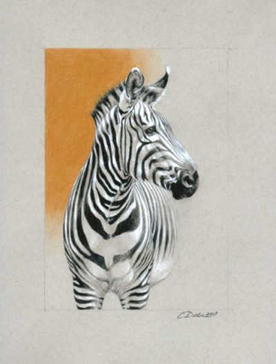 Zebra - Charity Dakin