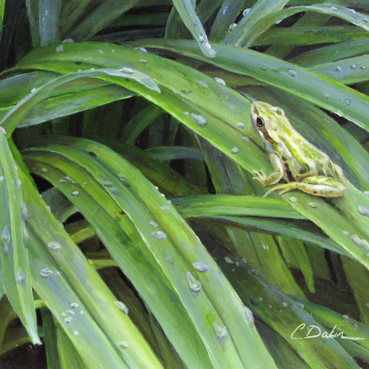 Joy Flush - Boreal Chorus Frog - Charity Dakin