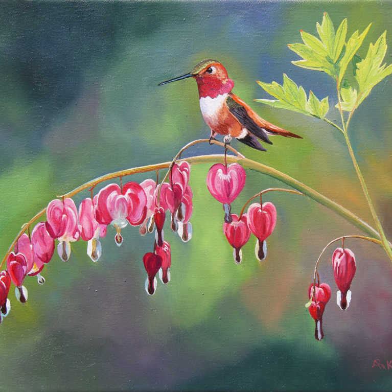 Rufous & Bleeding Heart Andrew Kiss