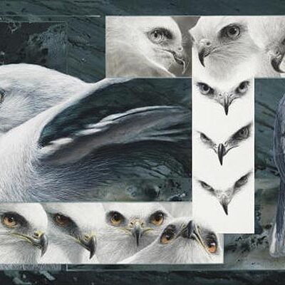 White-Tailed Kite Montage - David N. Kitler