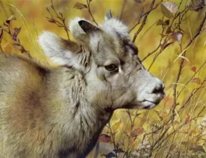 brenders_mountainbabybighornsheep