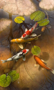 koi, fish