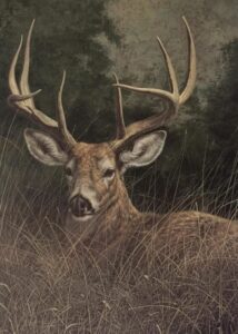 mayol peaceful whitetail