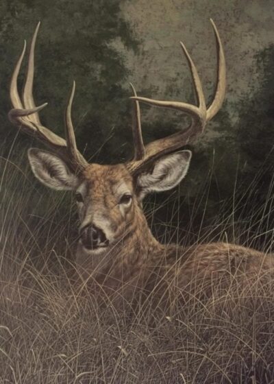 mayol peaceful whitetail
