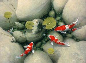 koi fish in water