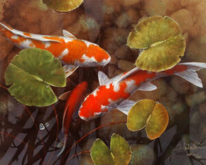 koi fish, below