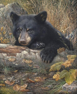 black bear