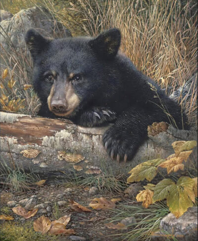 black bear